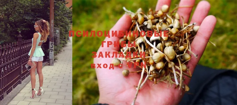 блэк спрут ССЫЛКА  Белый  Галлюциногенные грибы Cubensis  купить наркотик 